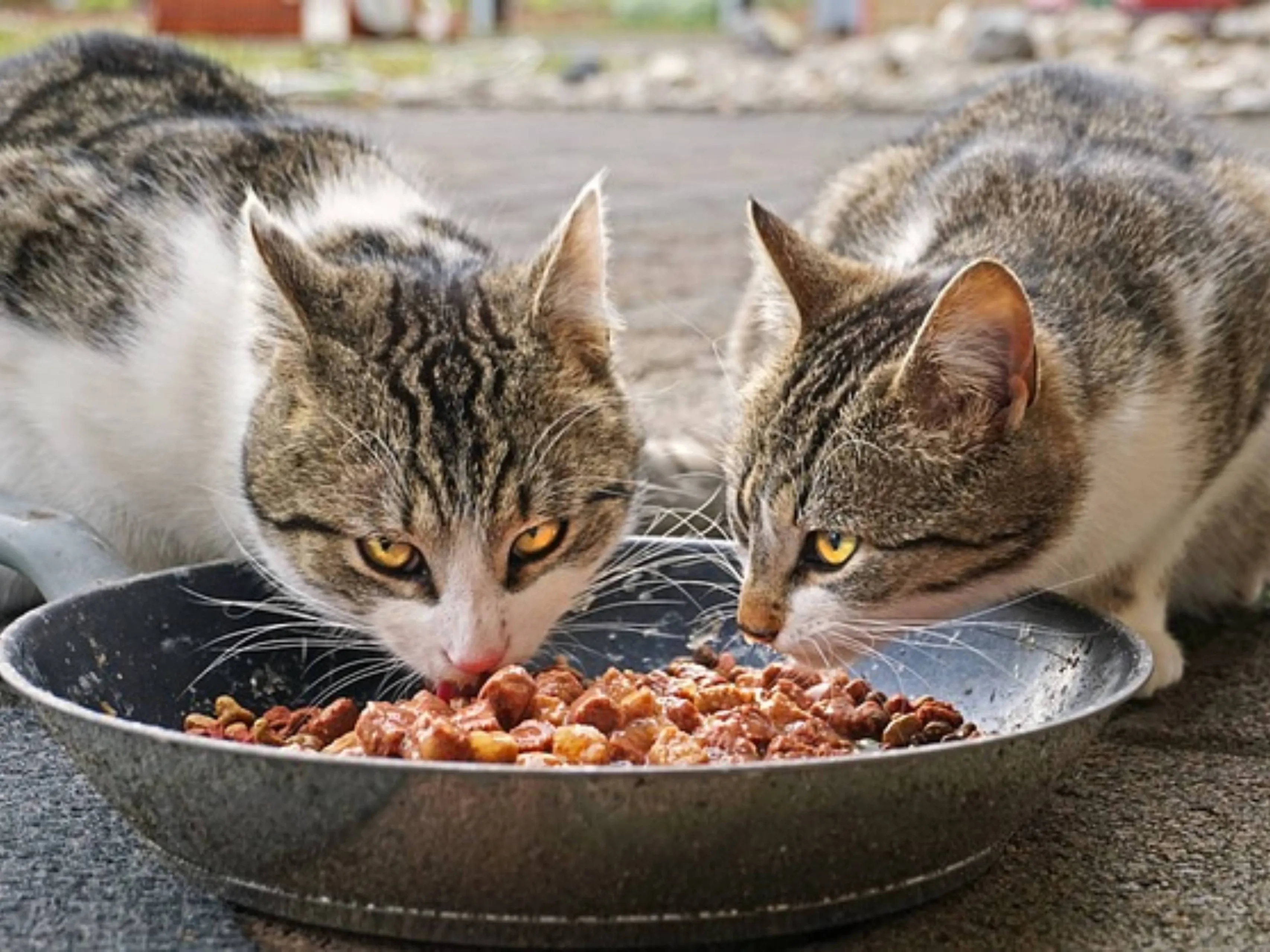 katten eten schaaltje