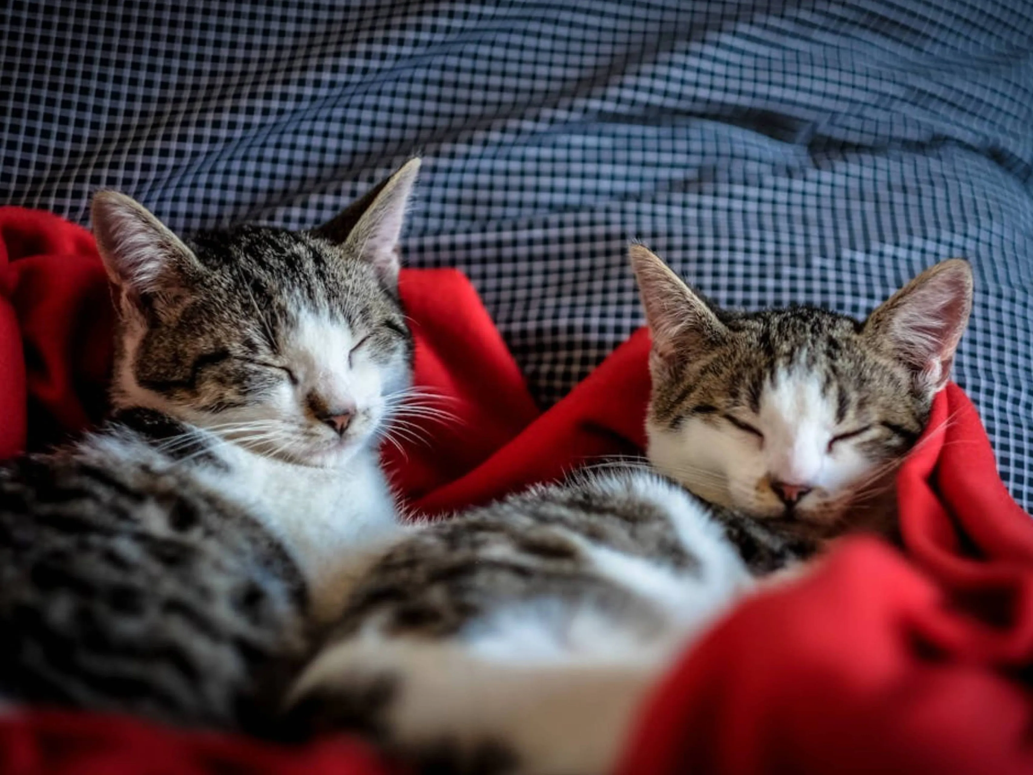 katten slapen