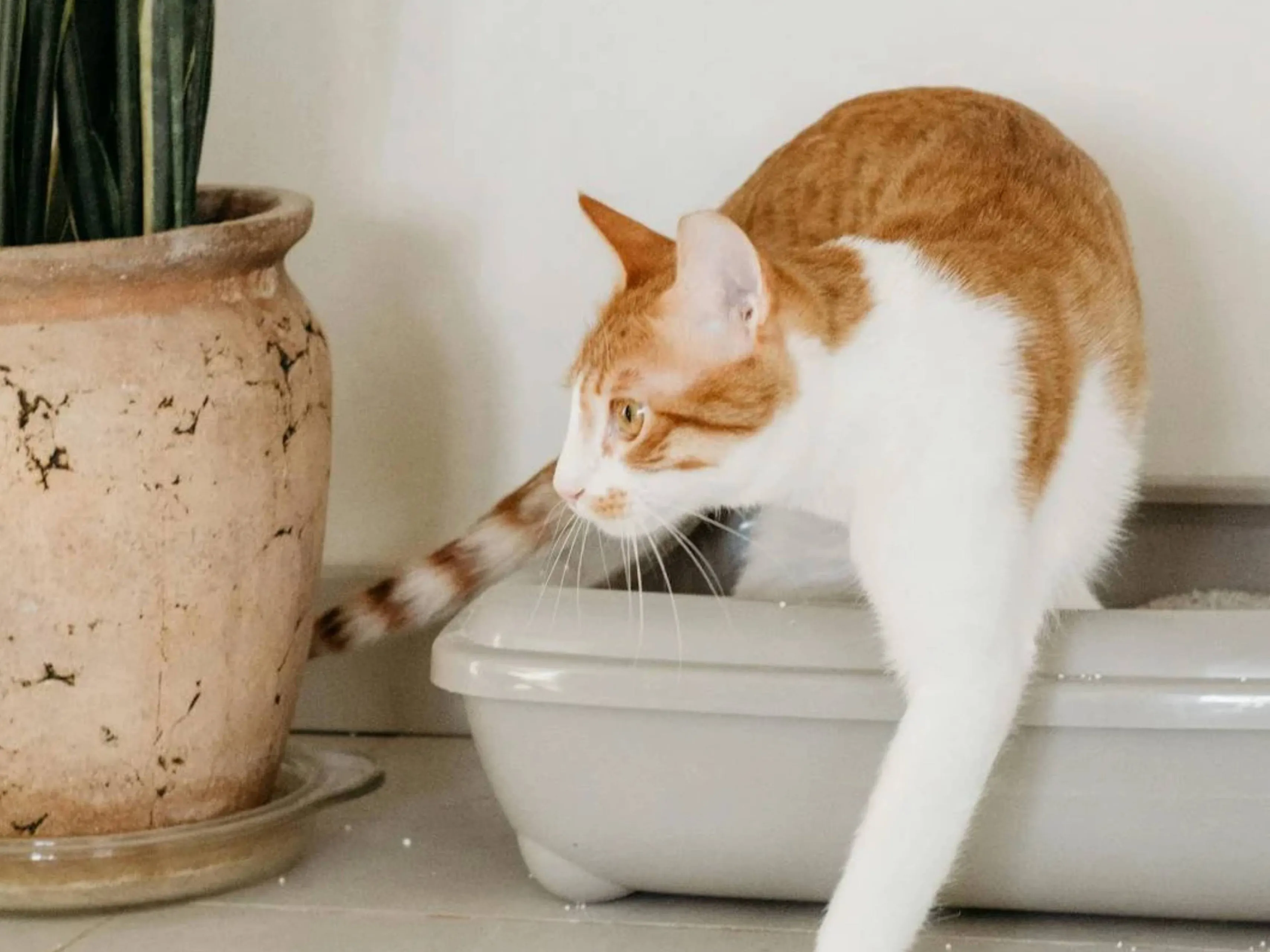 kattenbak