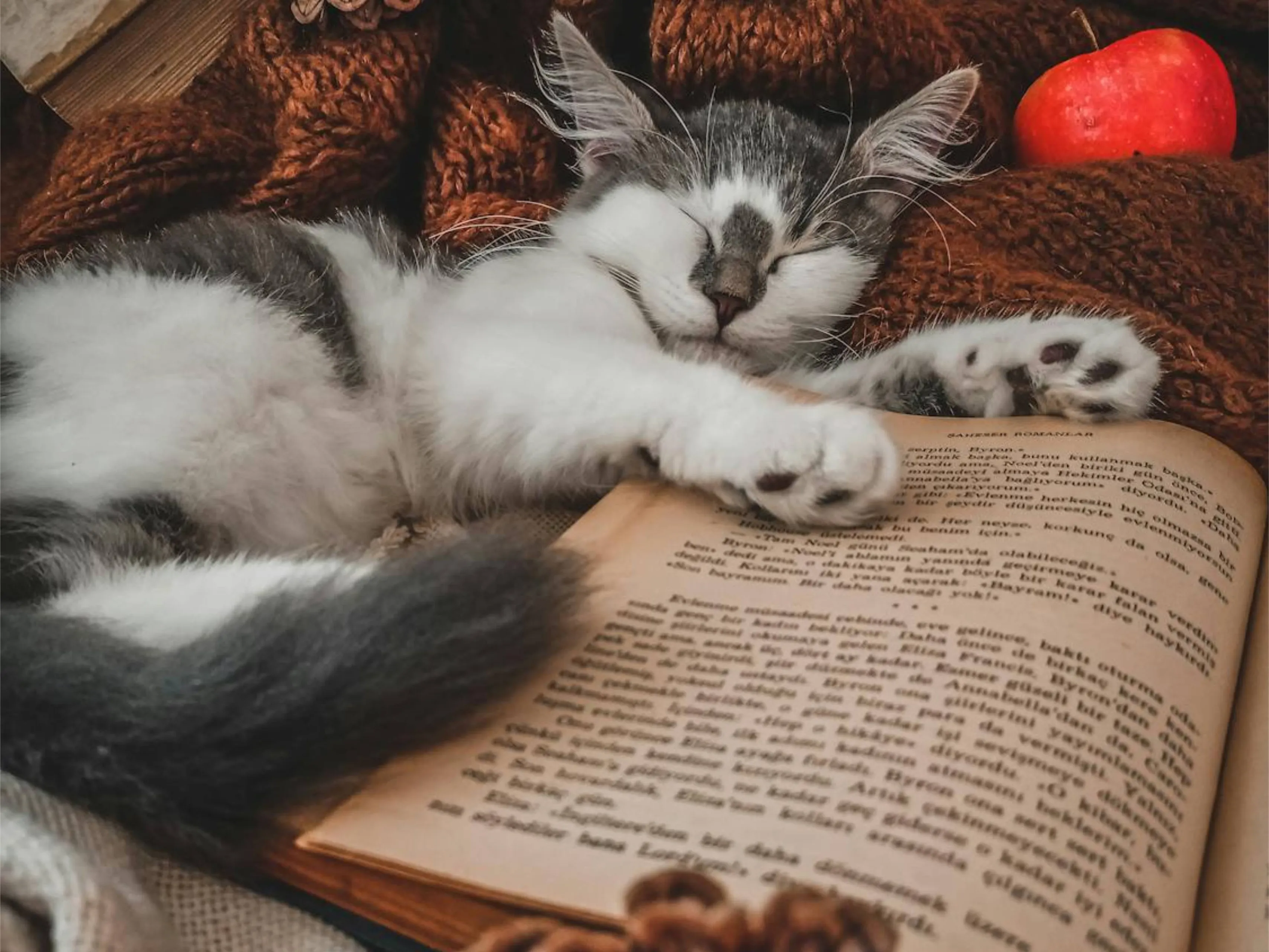 kattenboekenjpg