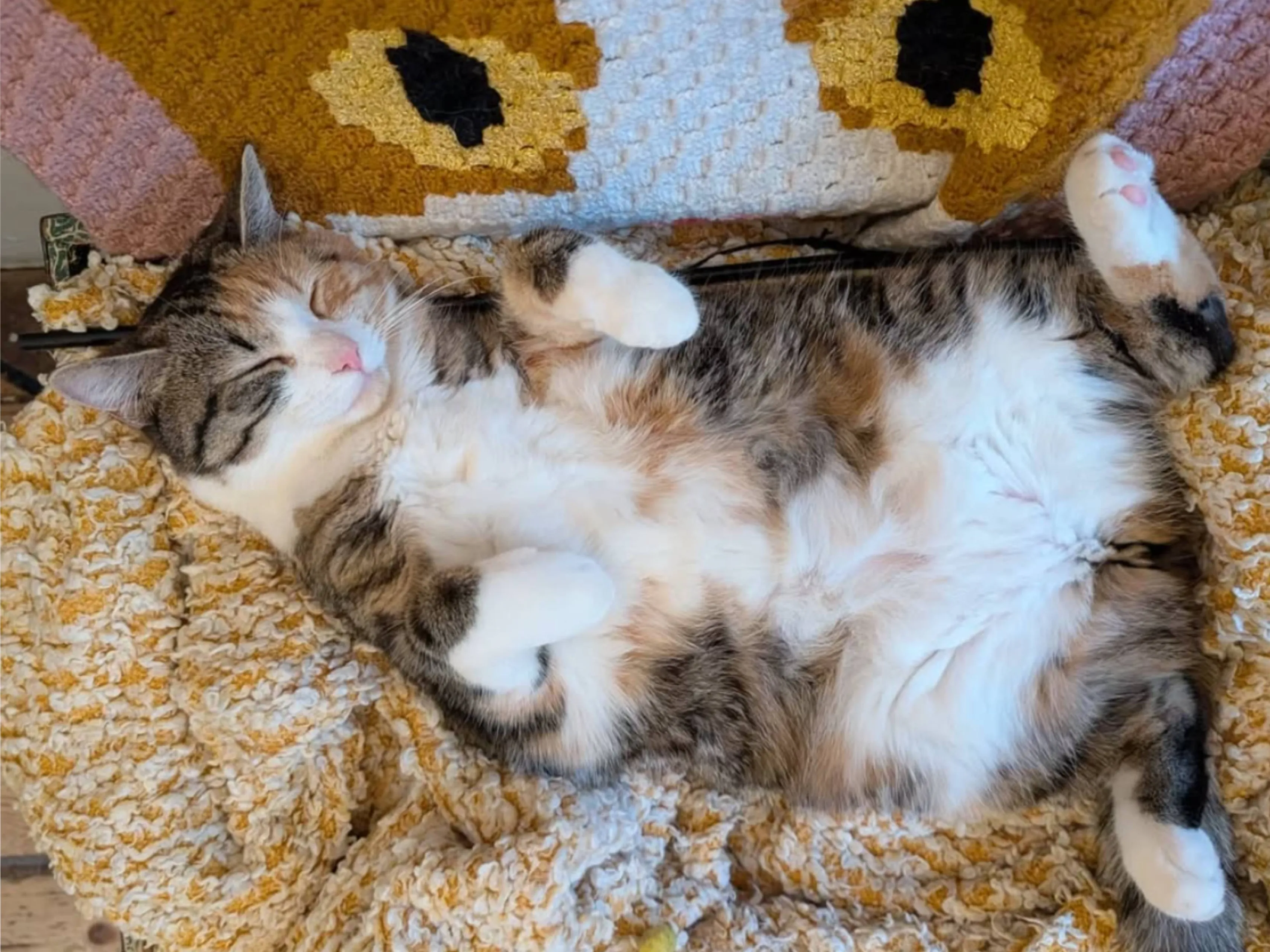kattencafe balthazarjpg