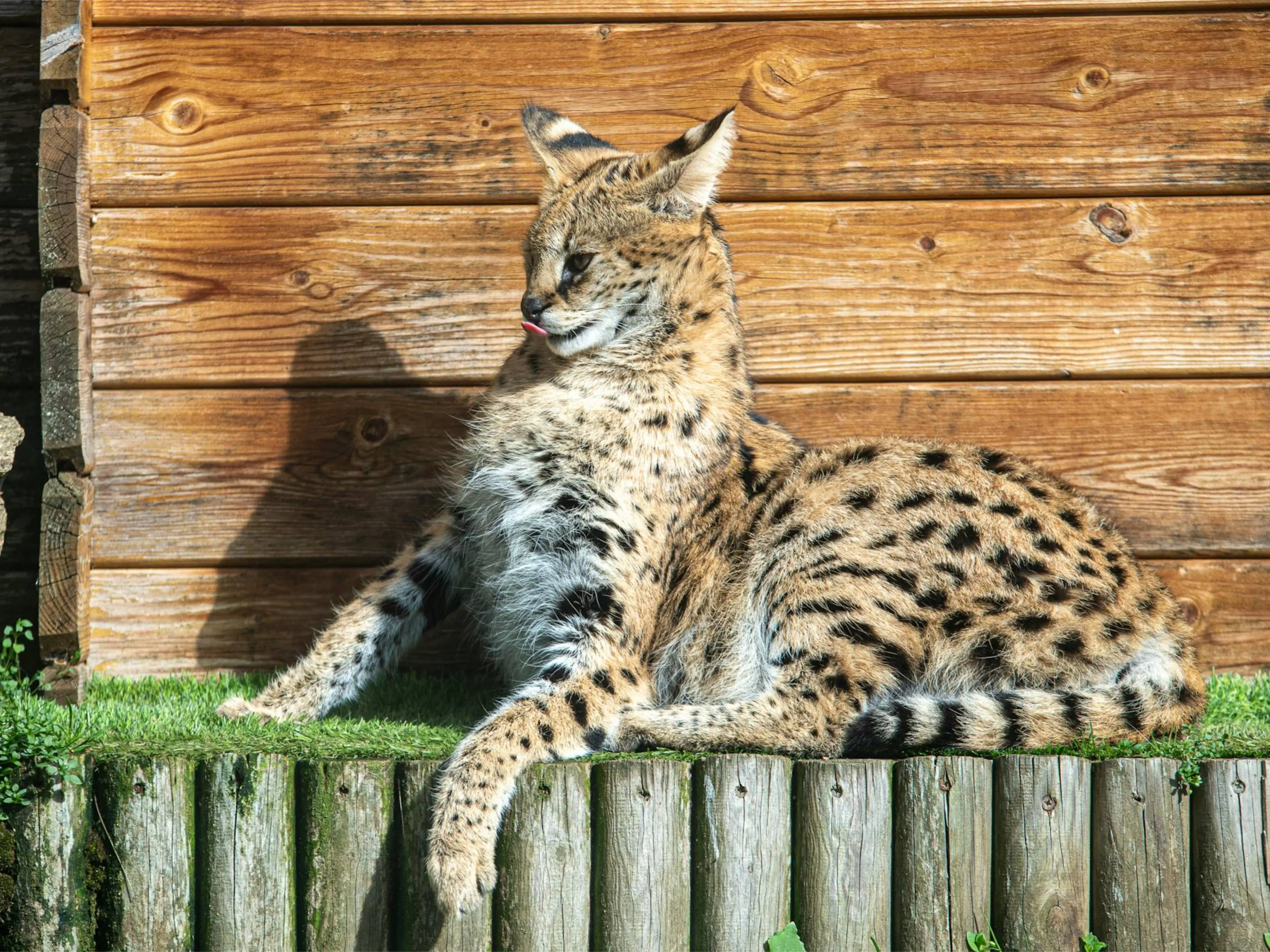 wilde kattenjpg