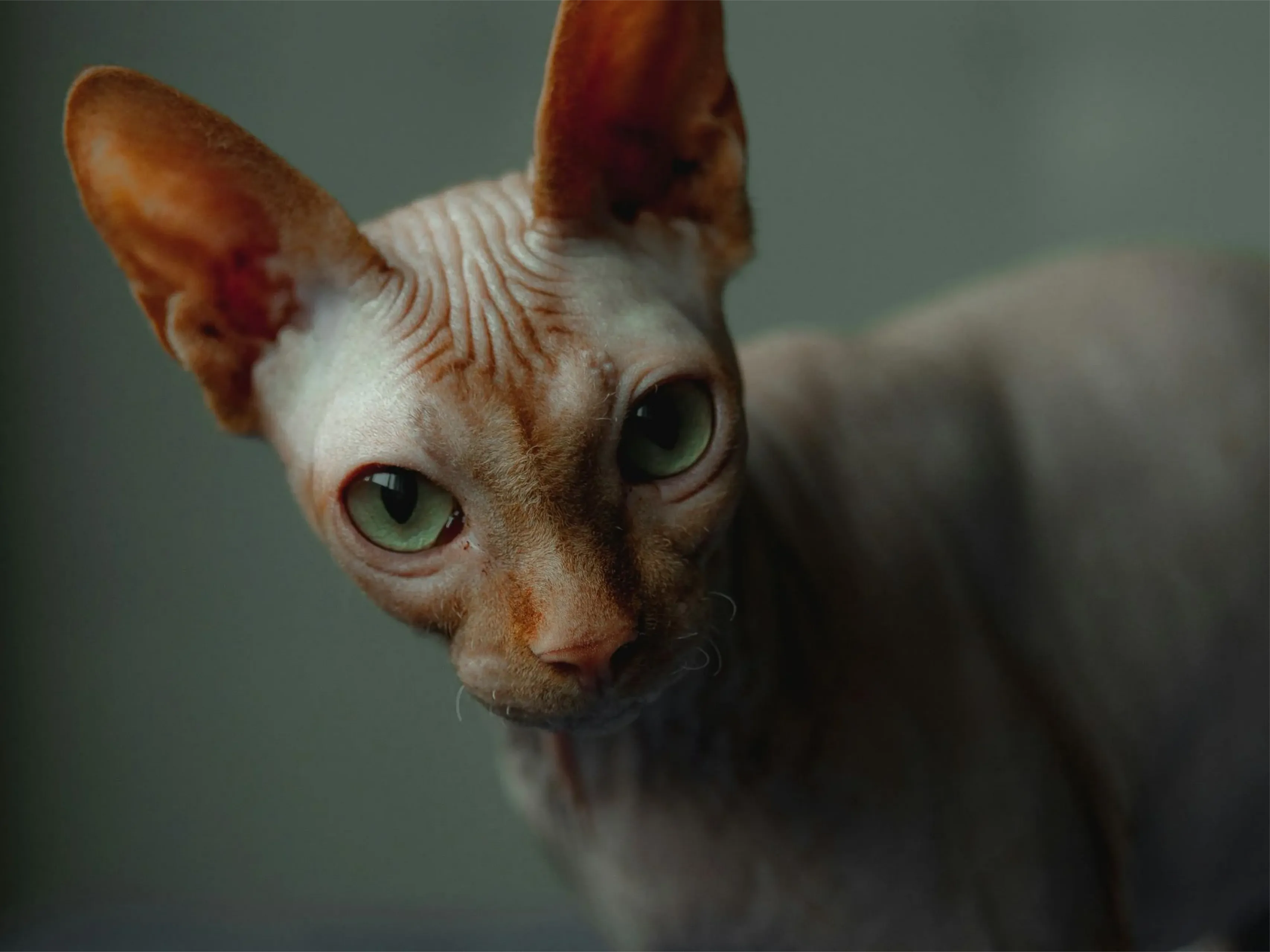 naaktkat