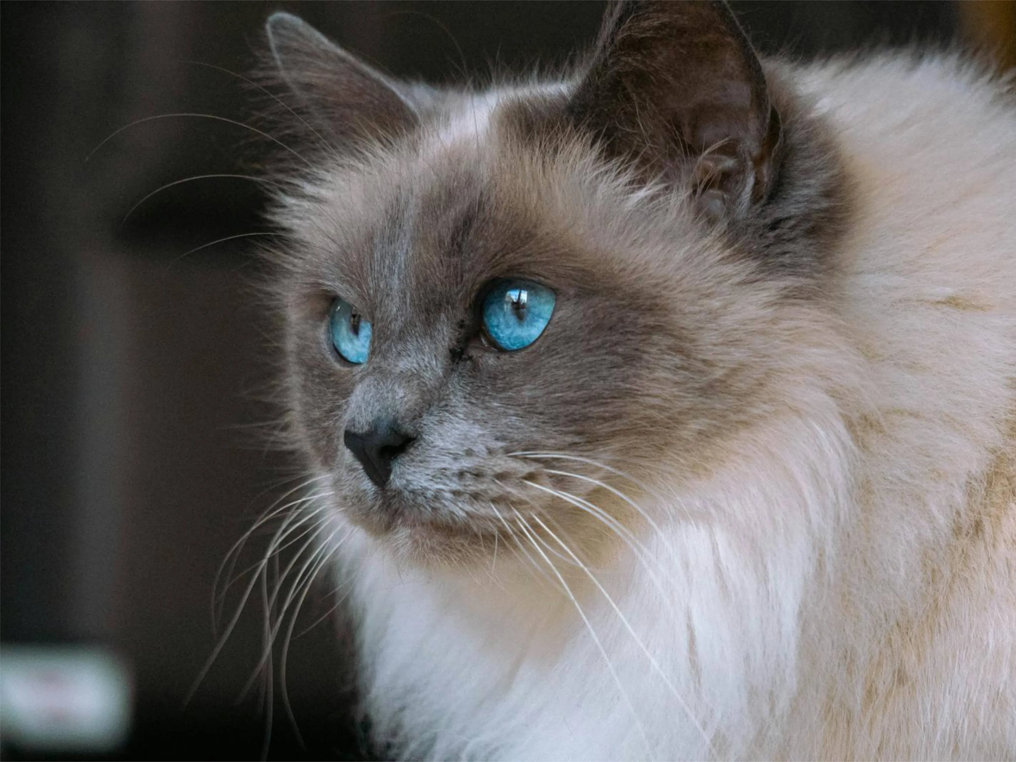 ragdolljpg