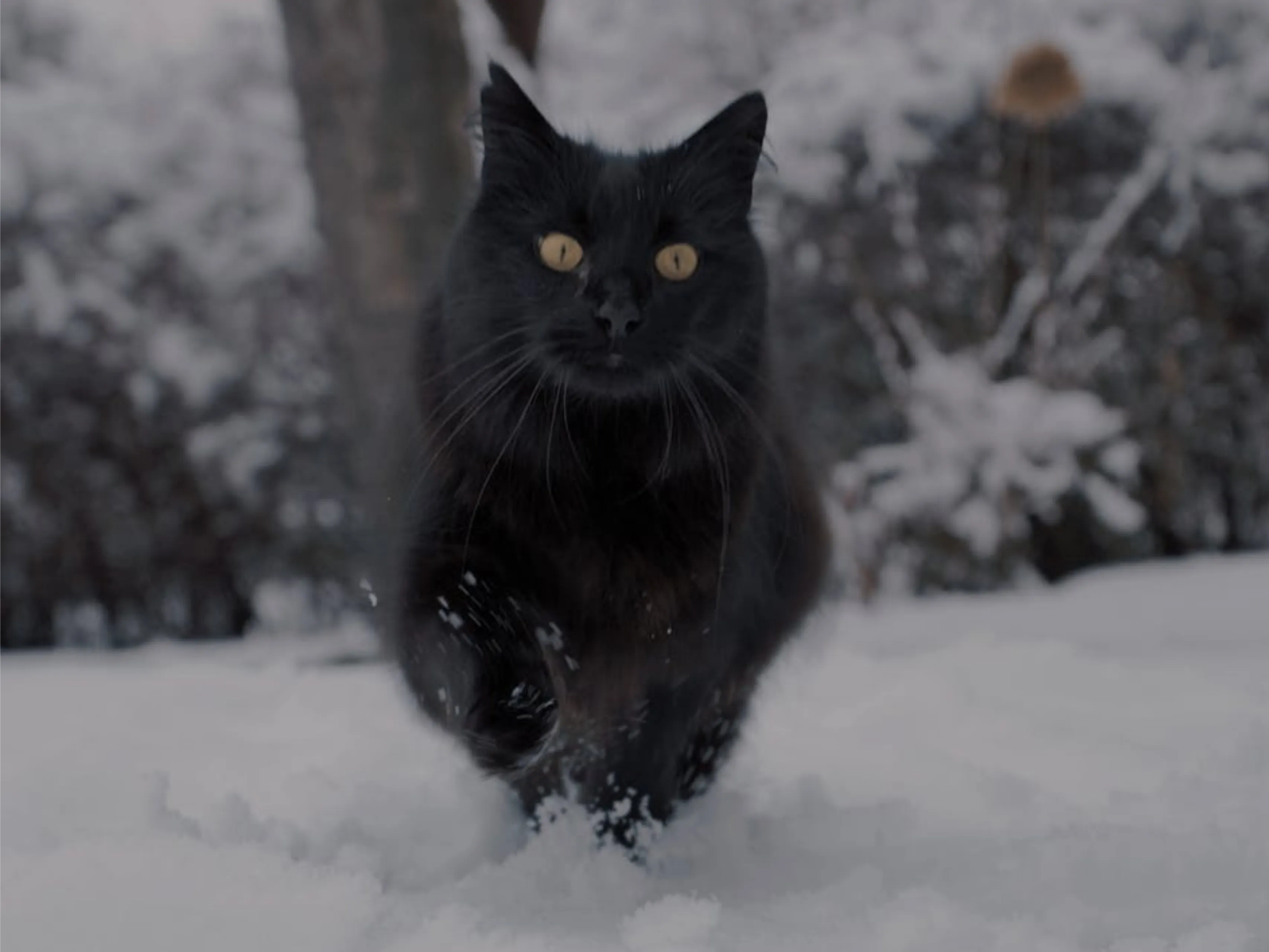 rennendekat