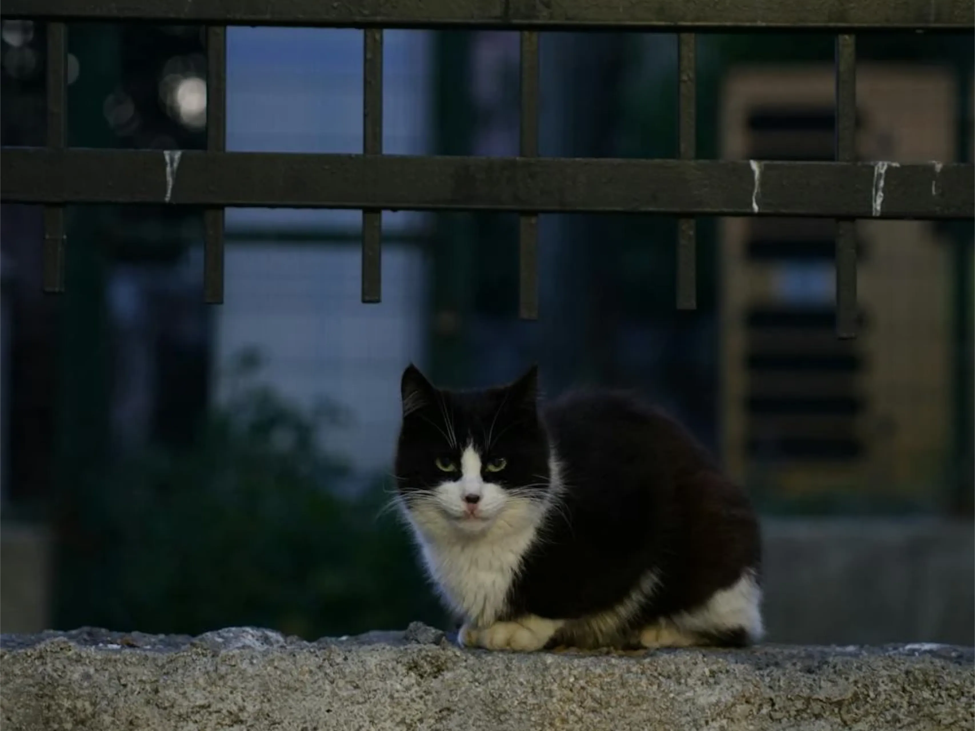 narcokat