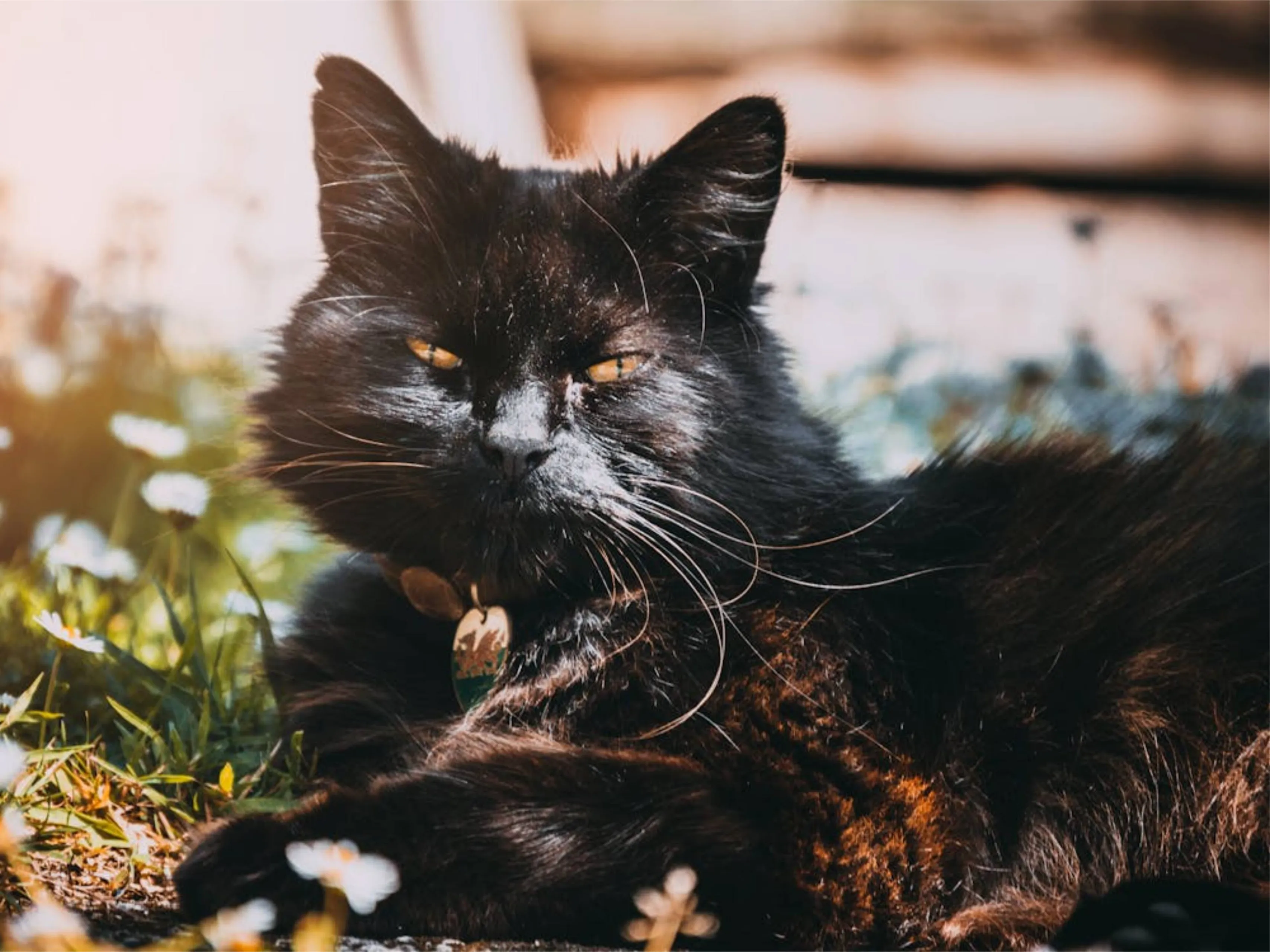 zwarte kattenjpg
