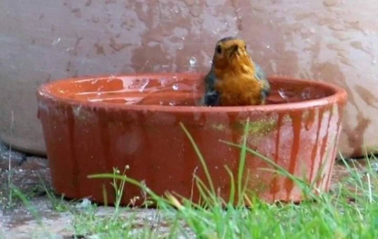 dierenmbulance vogels