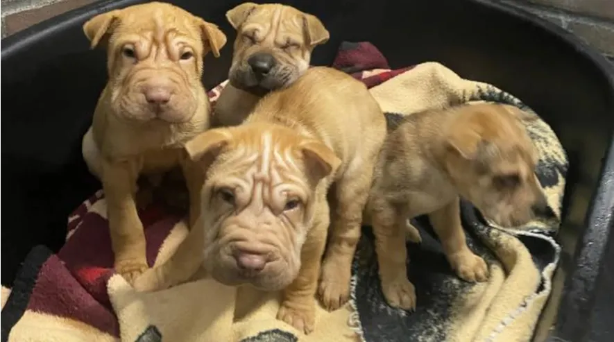 shar pei