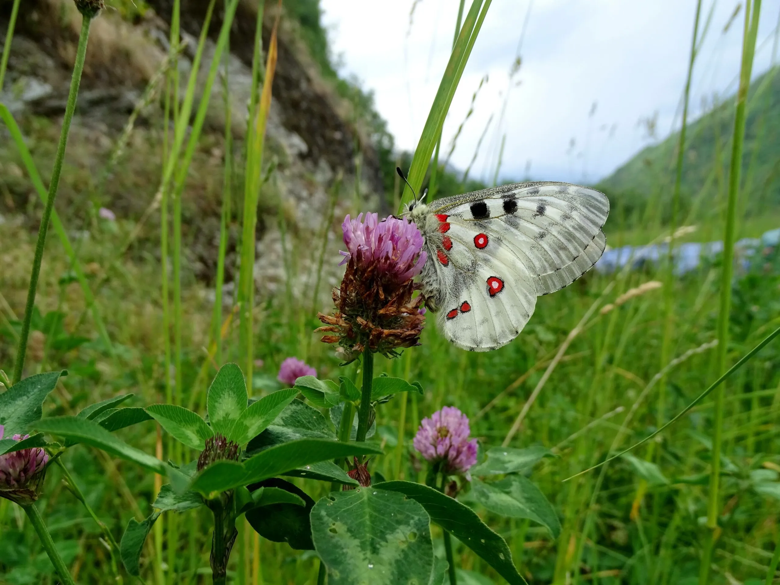 zuidowlde natuur de grote apollovlinder in het aosta dal foto joop verburg scaled