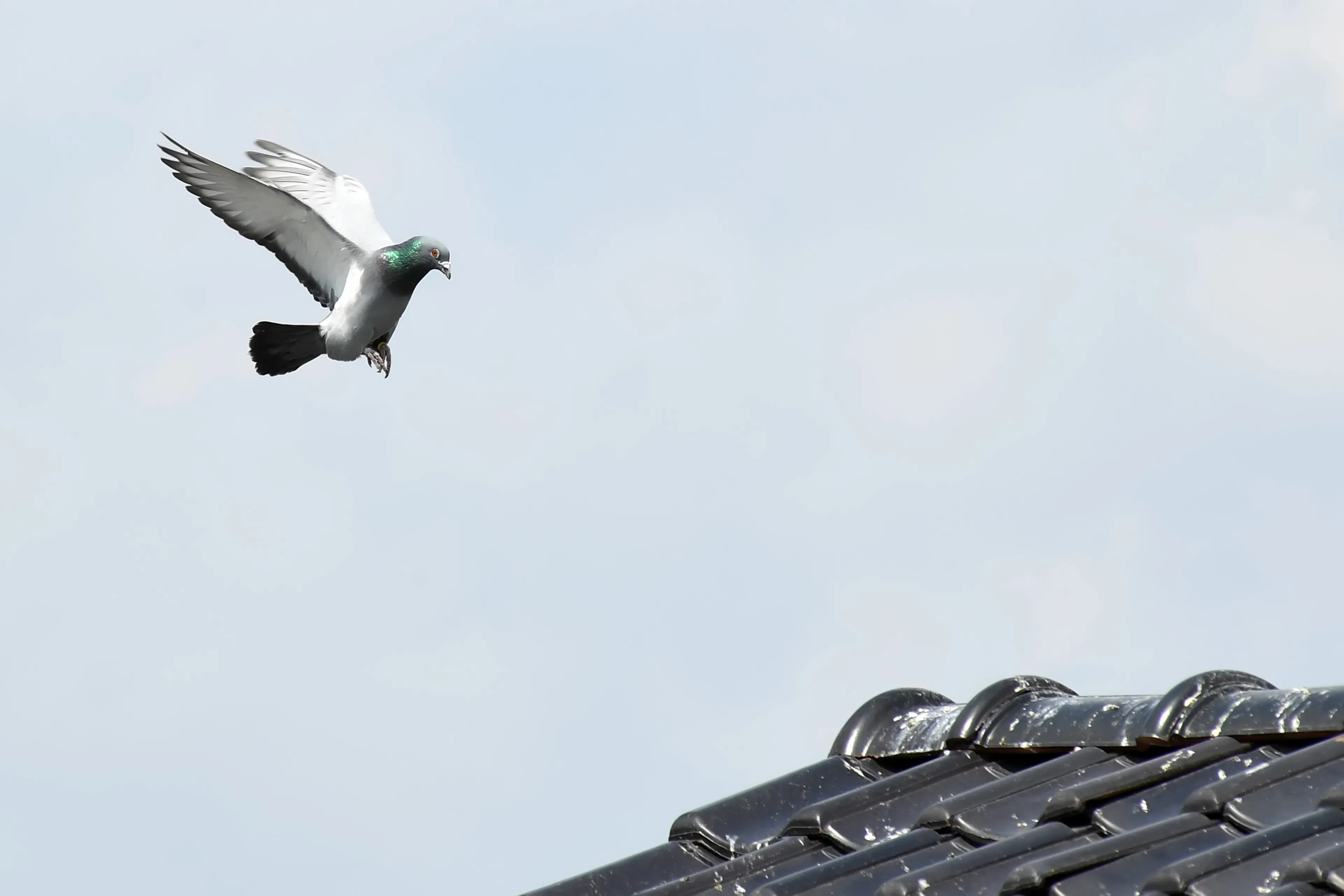 20190518 zundert sport jst6290