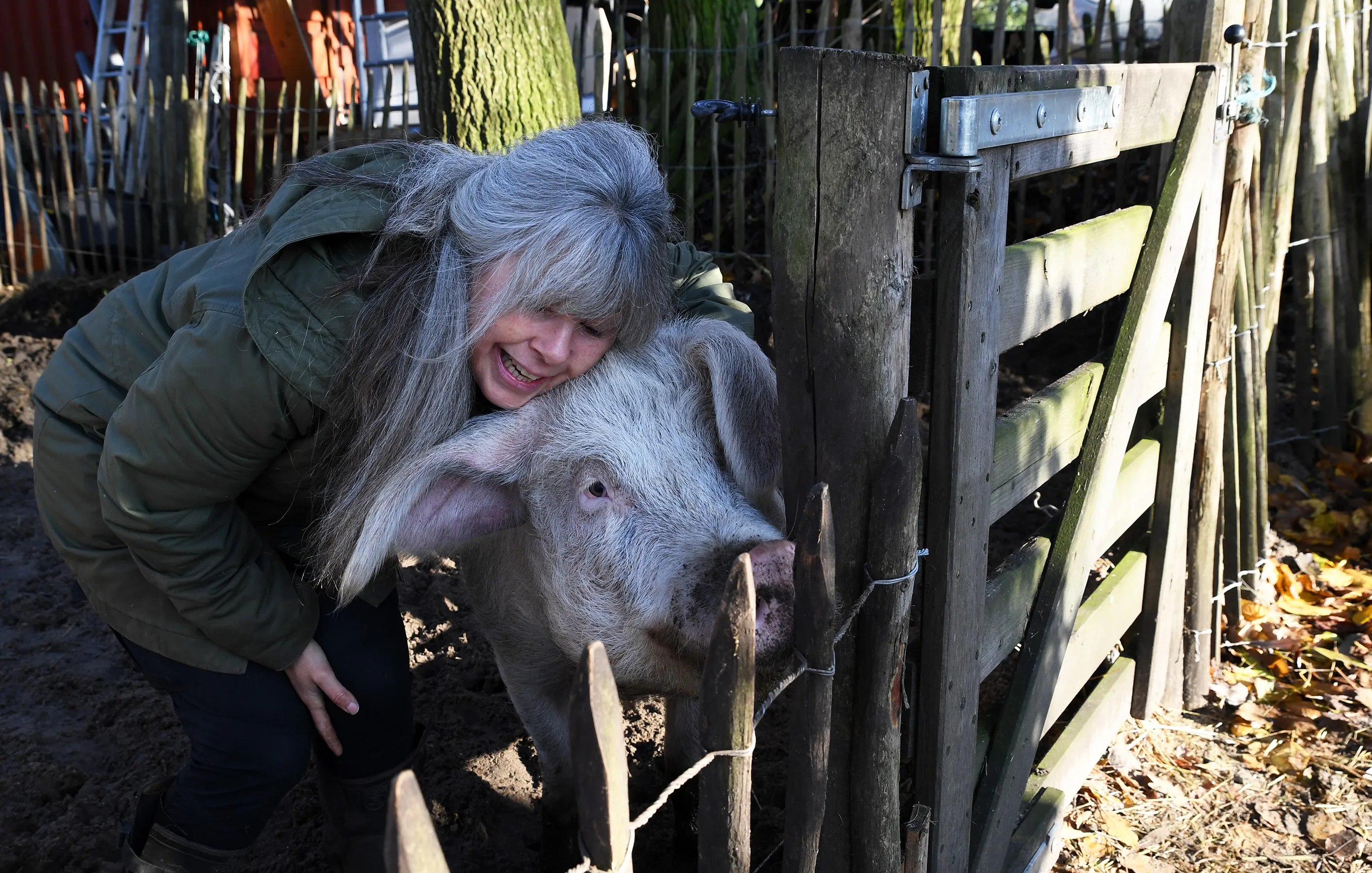 20191130 strijbeek varken jst5142 236x150