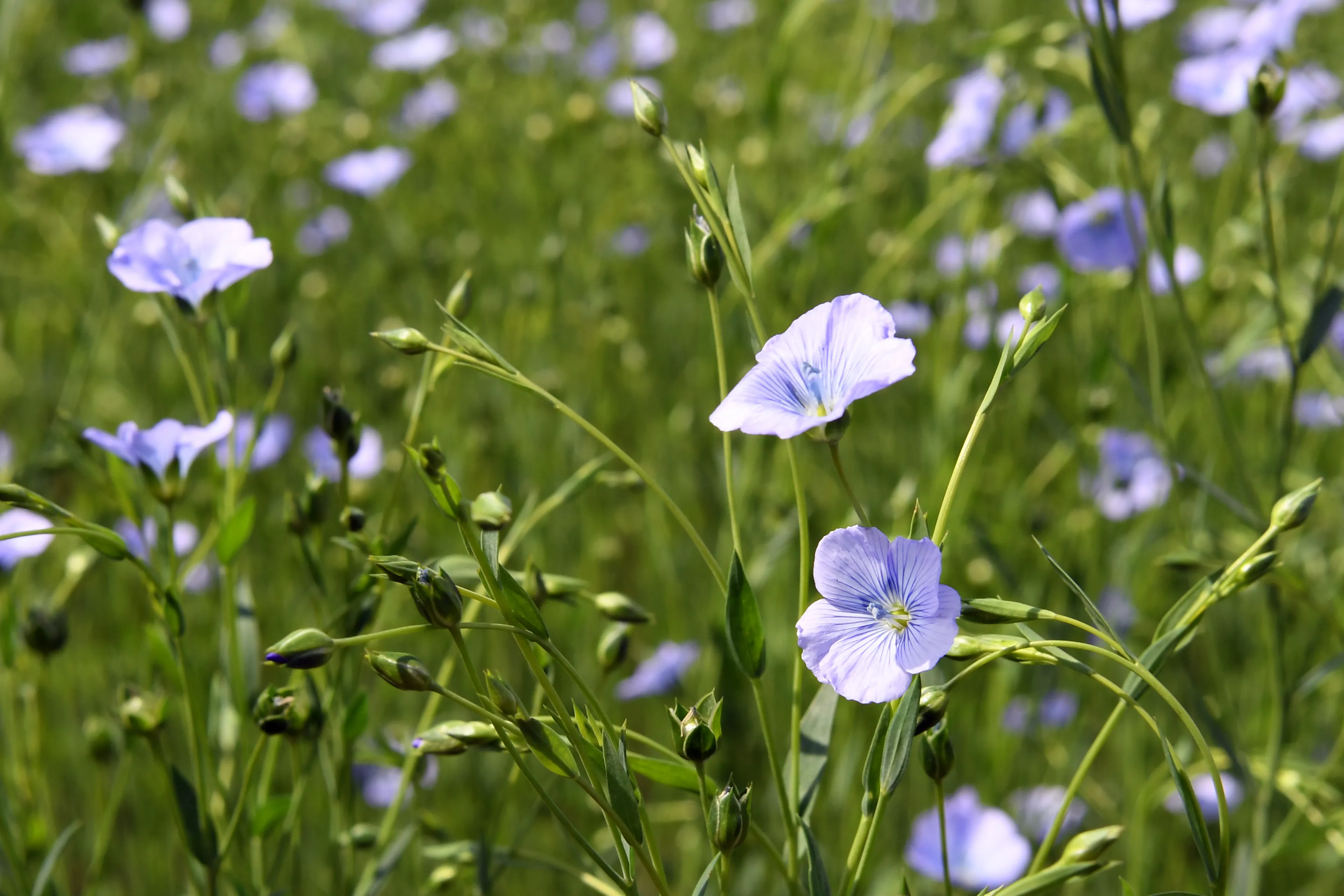 20200710 groenstroken bn 20200619 dinteloord jst1539