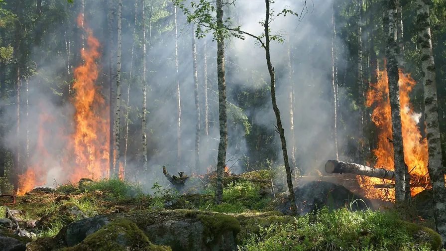 20210323 bosbranden pix