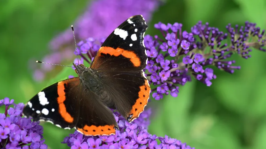 20210702 atalanta pix