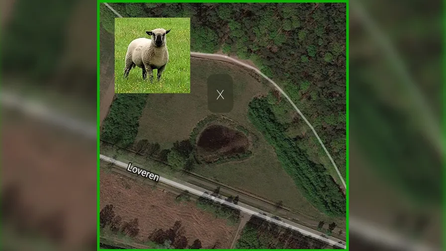 20210903 schapen ulicoten sch