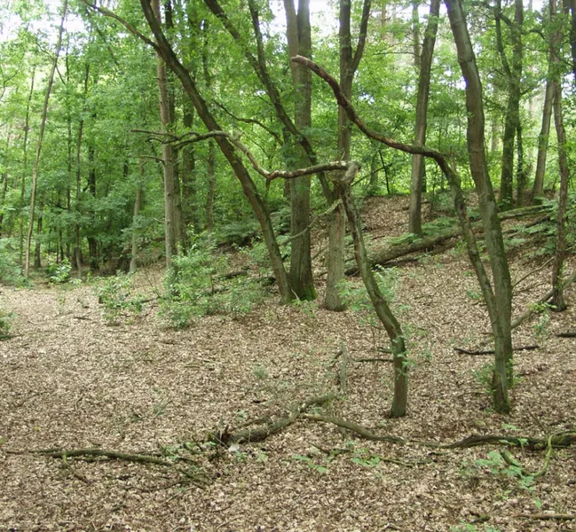 csm afbeelding met boom buiten gras plant 45547d688d