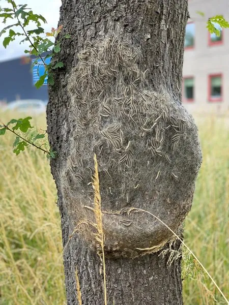 csm eikenprocessierups 50b454d05a