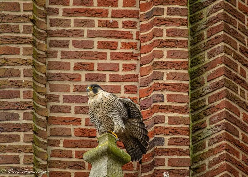 csm slechtvalk in alphen f43f087249