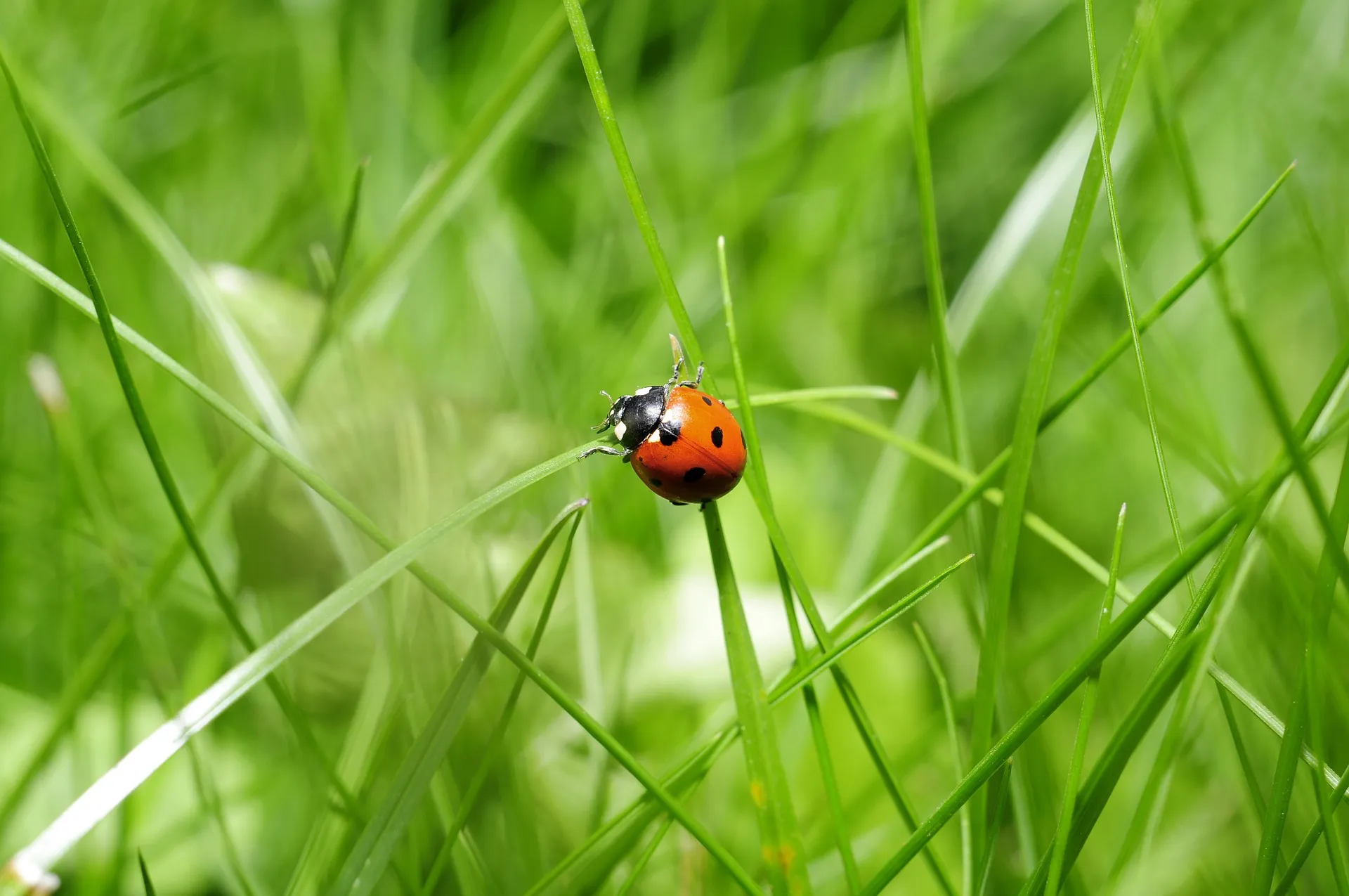 ladybug 796481 1920
