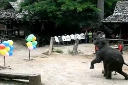 darting elephant