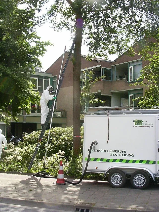 640px bestrijdingeikenprocessierups01