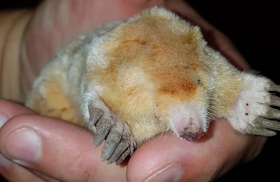 albino mol oosteinde4