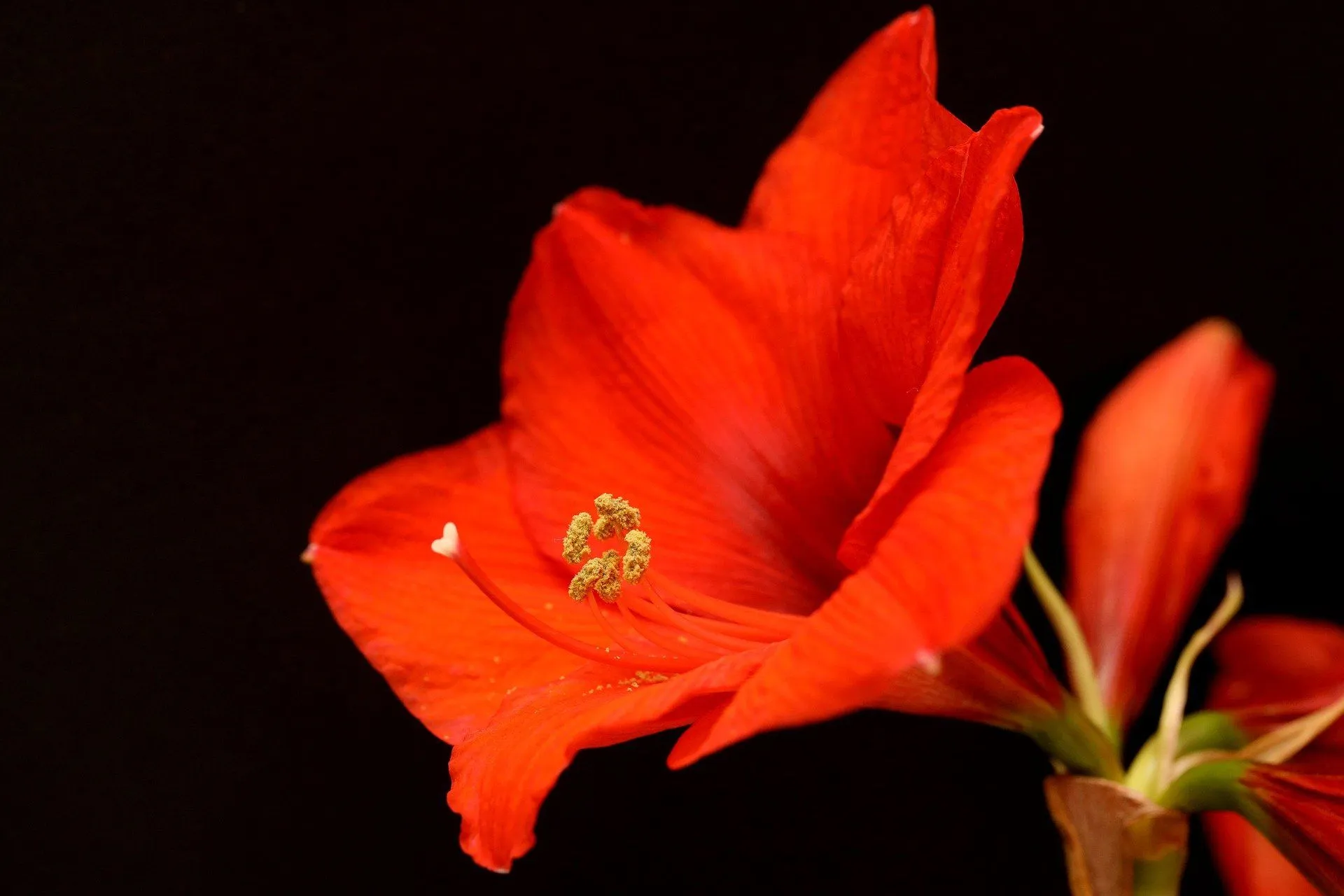 amaryllis 4701720 1920