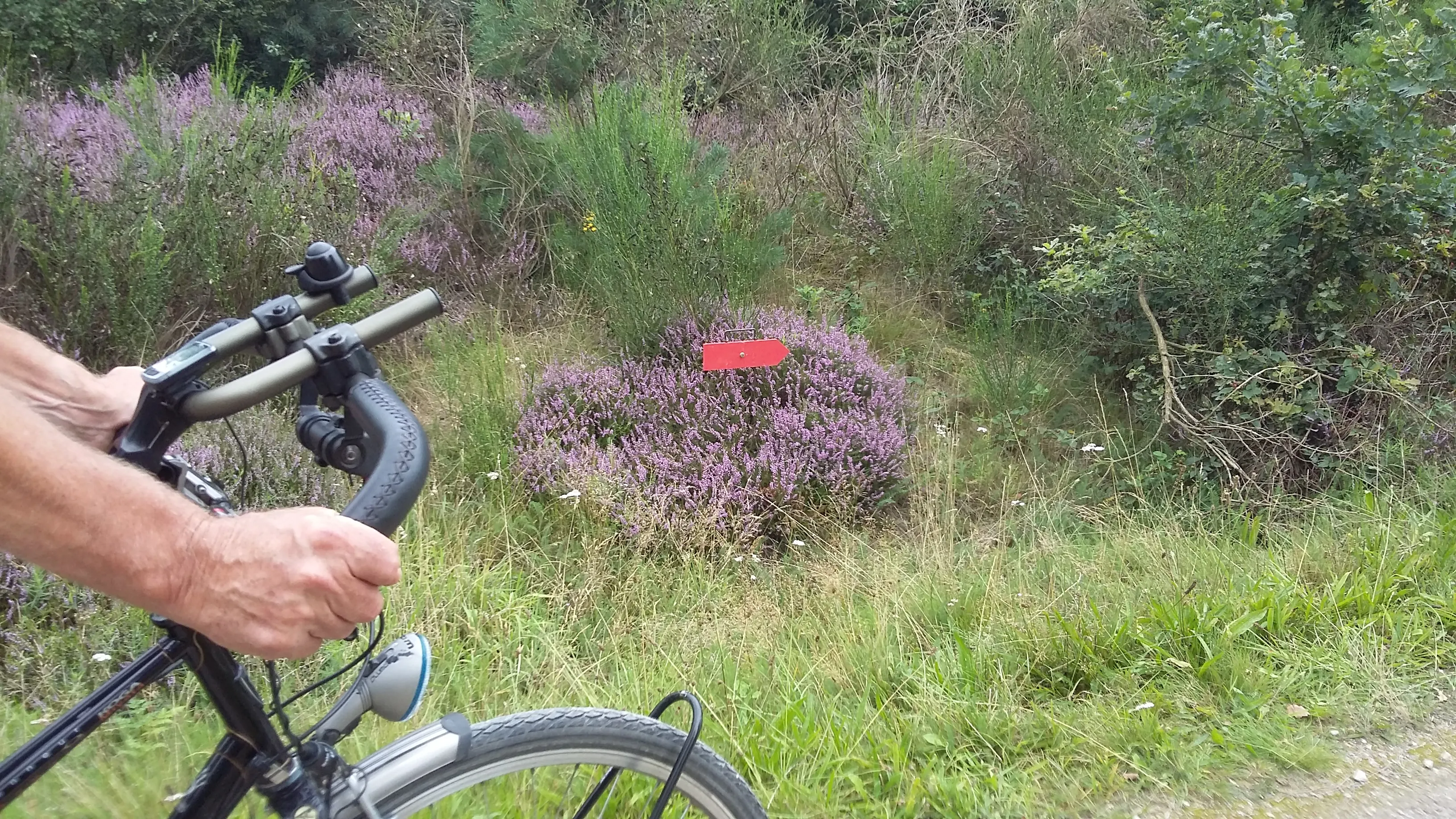 anser fiets4daagse