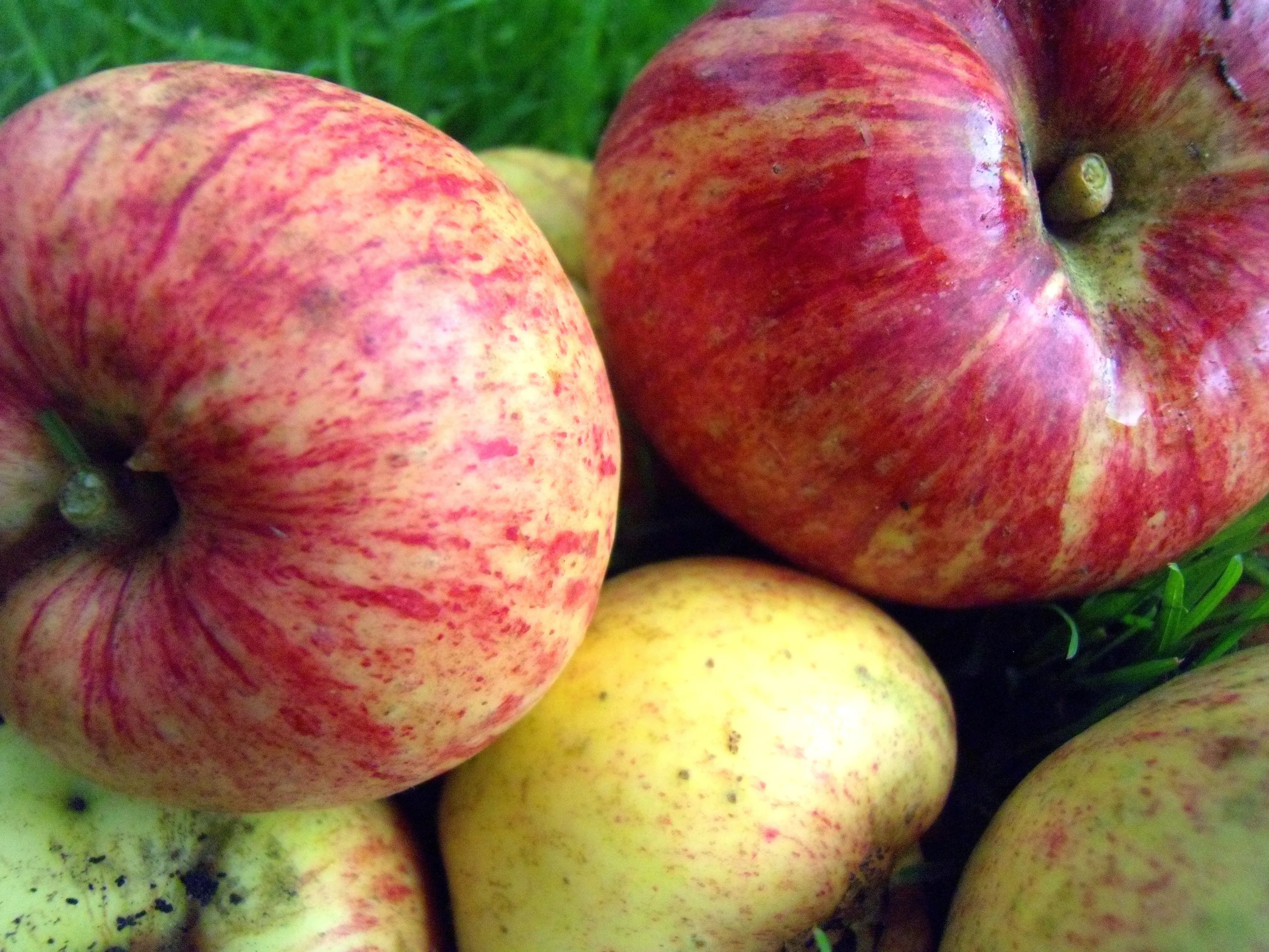 appels