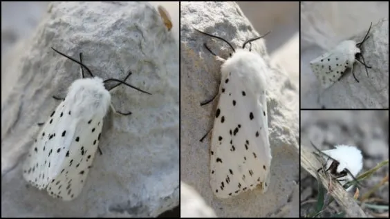 bimag witte tijger foto door karin bergmans