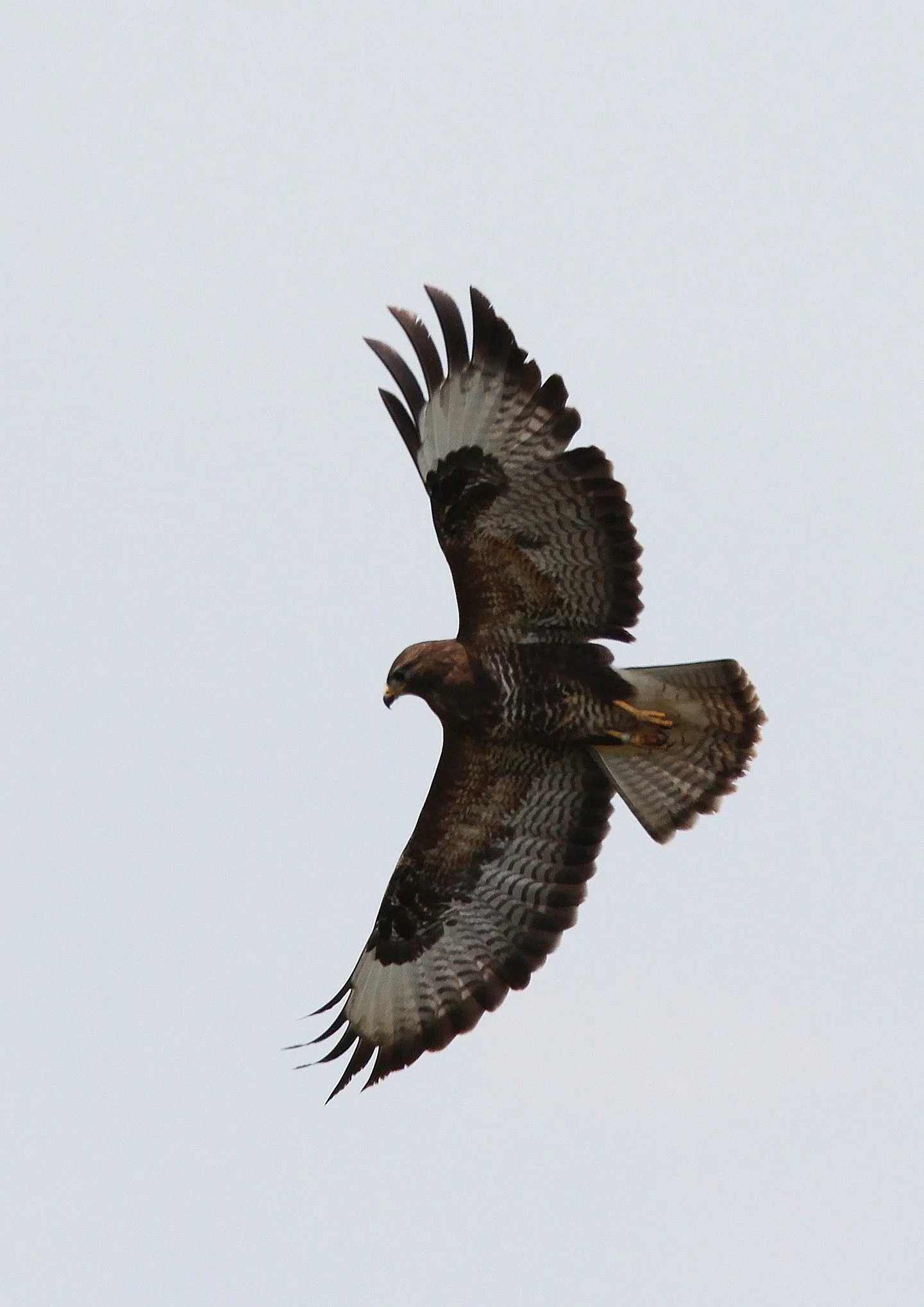 buizerd vliegend