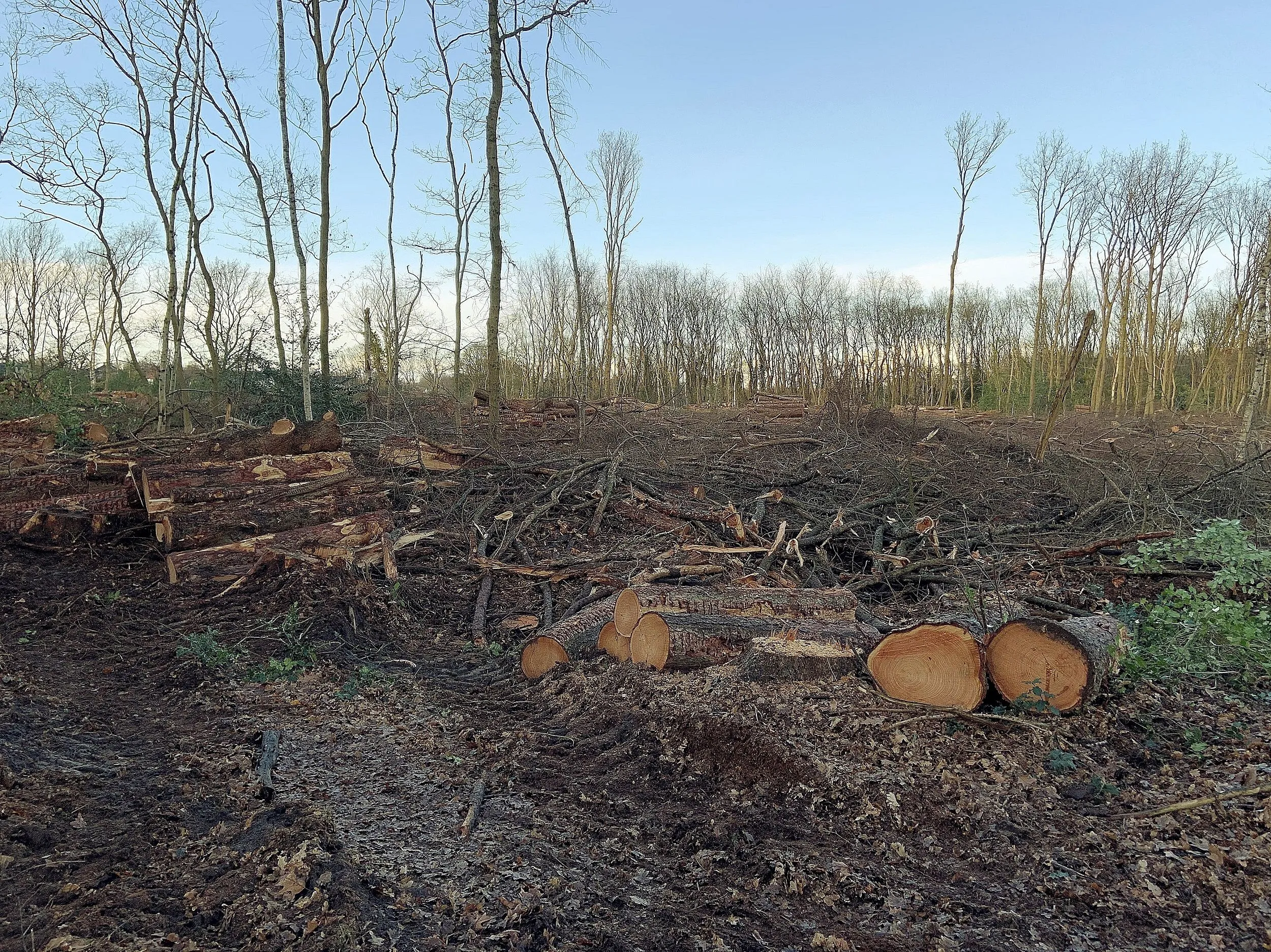 dewijk dunningen bos 1 a