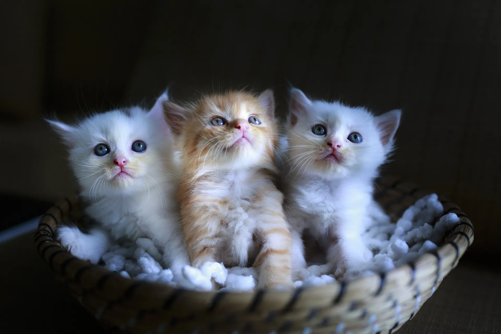 dieren kittens pixabay cat 3266675 1920