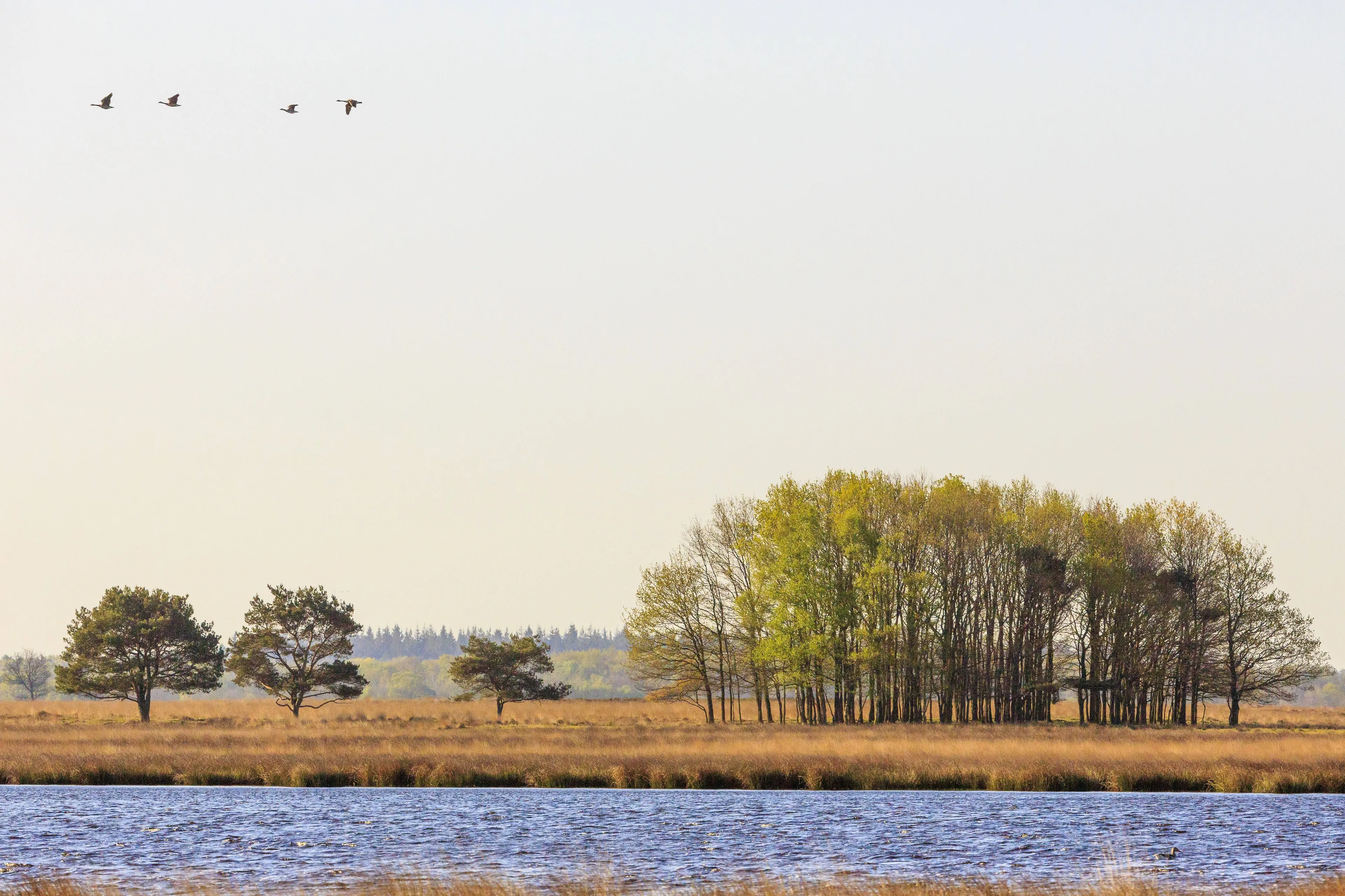 dwingelderveld geurt besselink