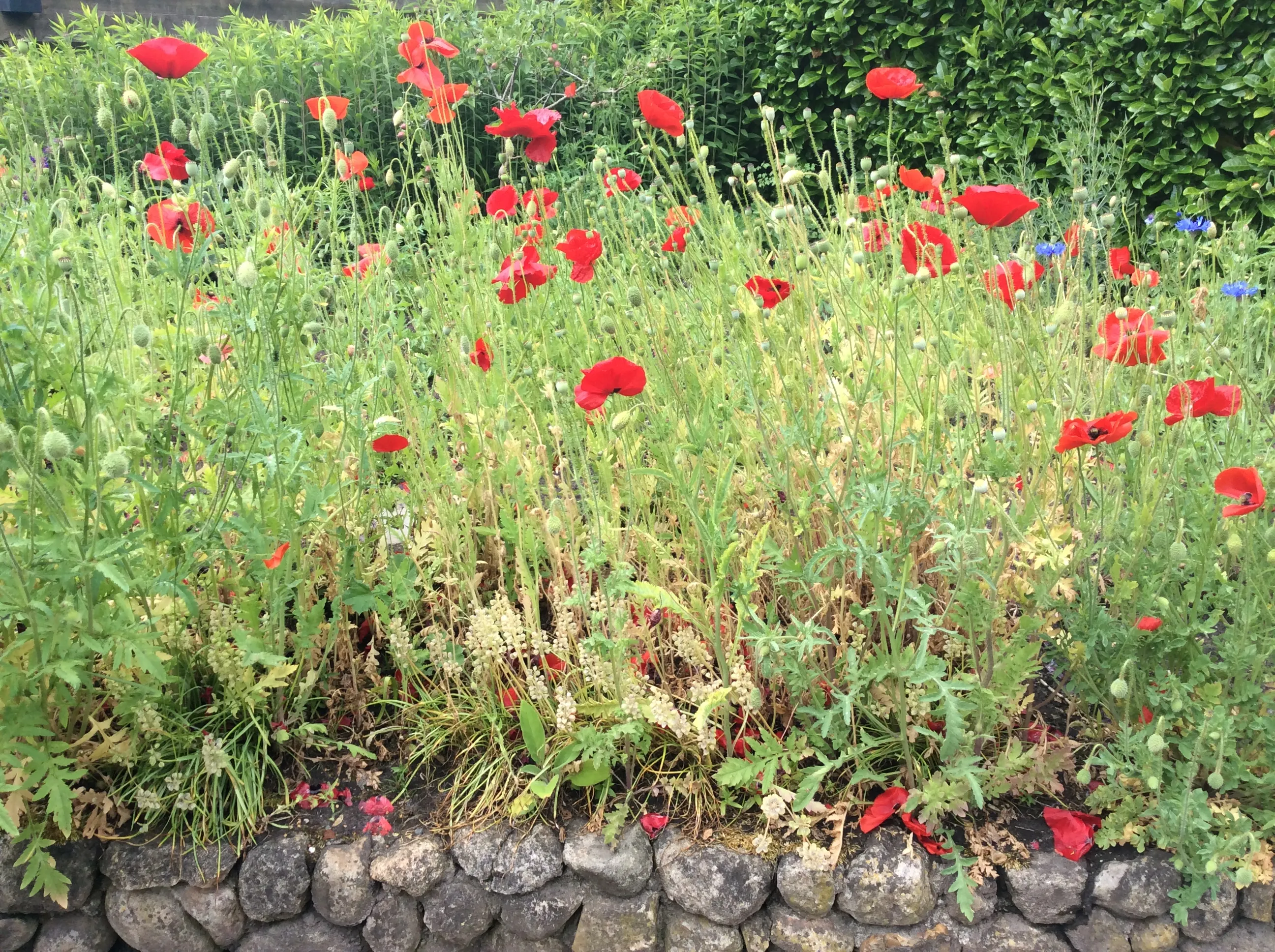 echten fieten tuin keramiek