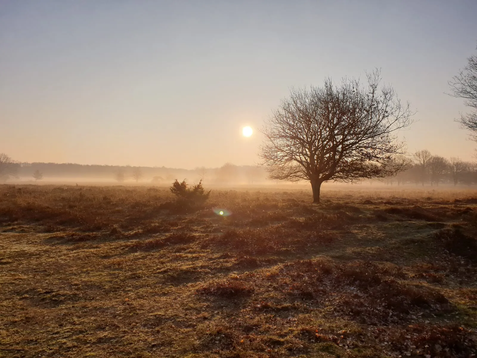 echten opkomende zon heide
