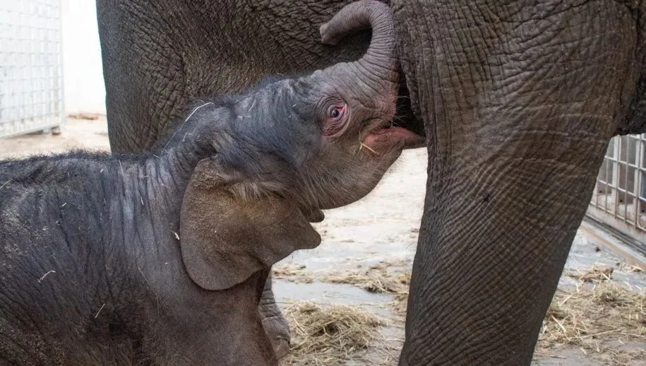 emmen olifantje geboren