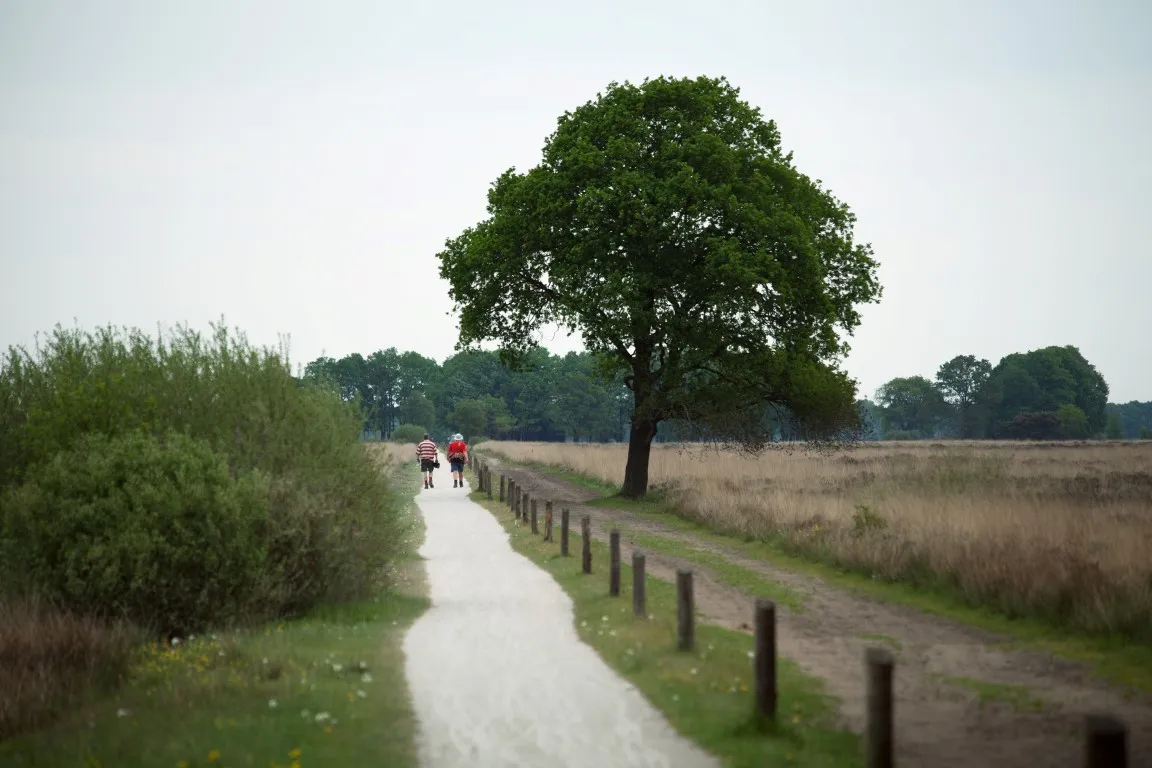fcdw annekehooijer dwingelderveld medium