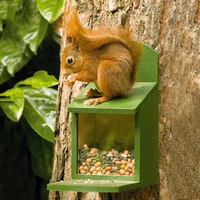 foto eekhoorn ronny huls