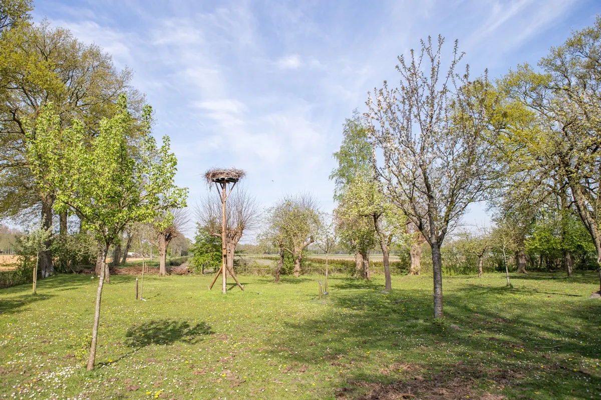 fruitbomen boomgaard zuidwolde foto rianne post