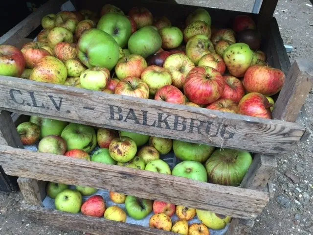 fruitpers oud avereest