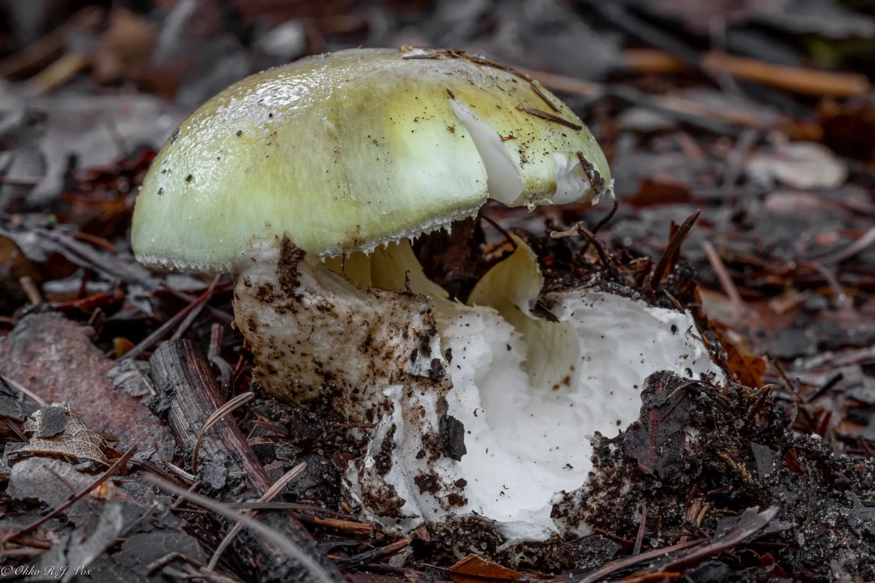giftige paddenstoel foto okko vos