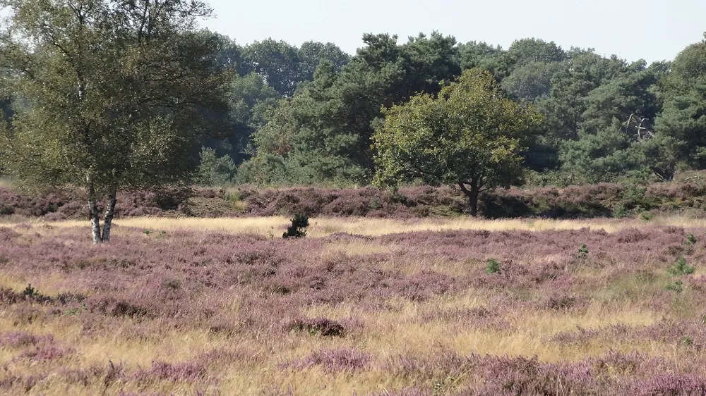 heide nuilerveld hanna schipper2