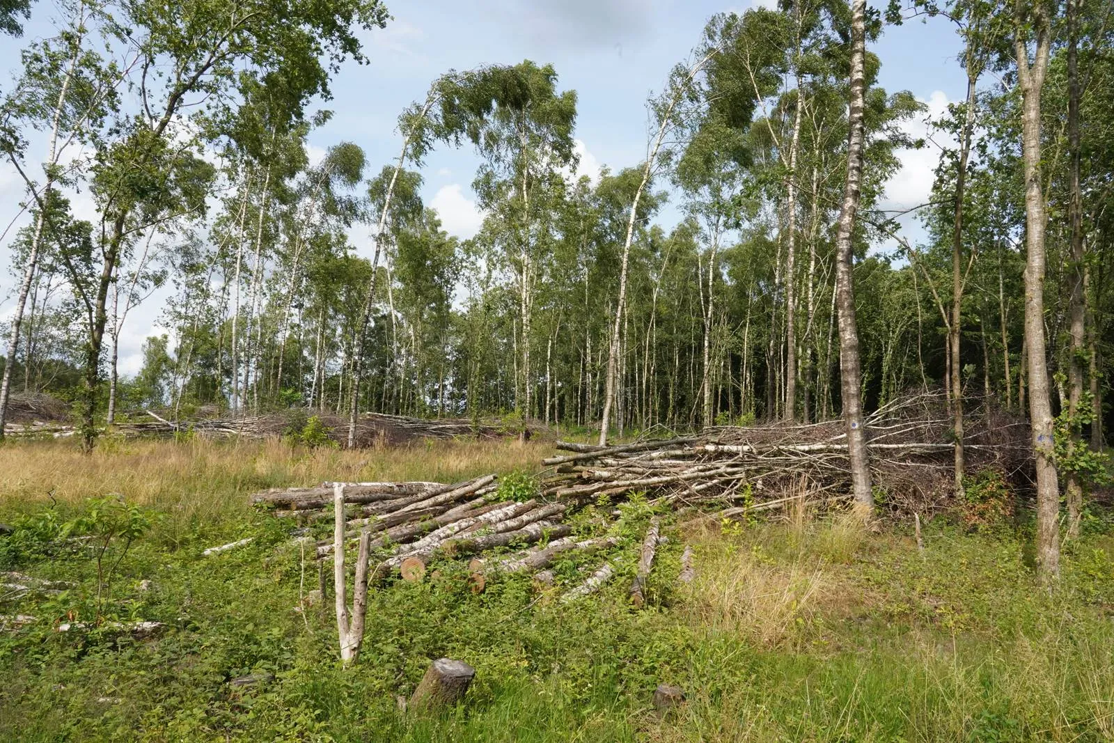 holtingerveld dsc02897ahenckel
