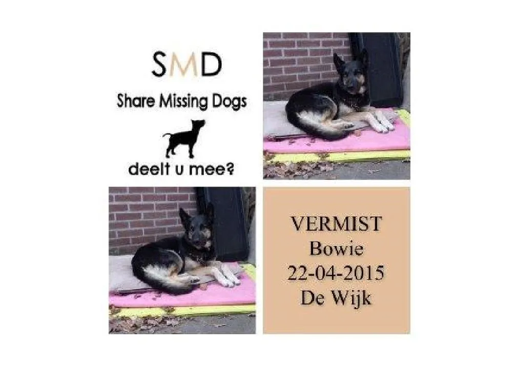 hond