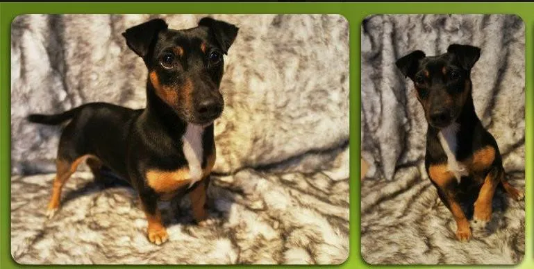hondje 2