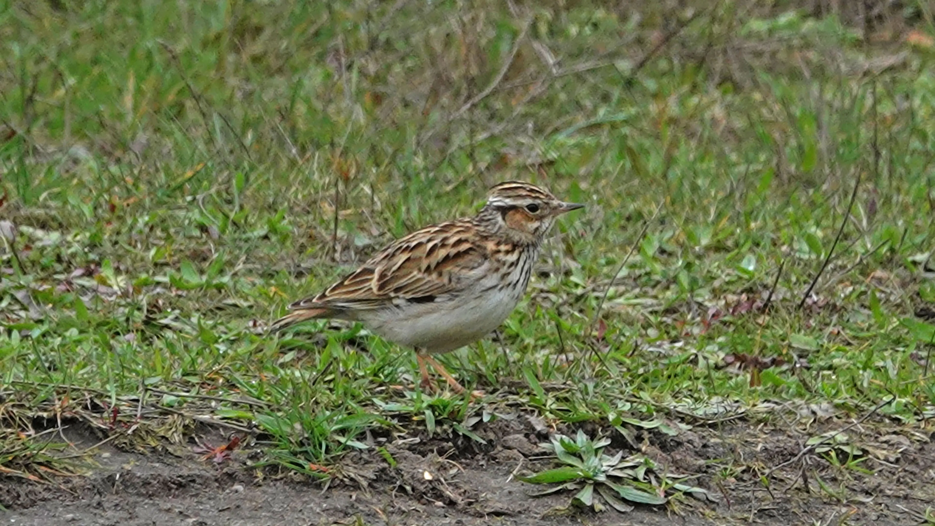 i maart leeuweriken kale duinen