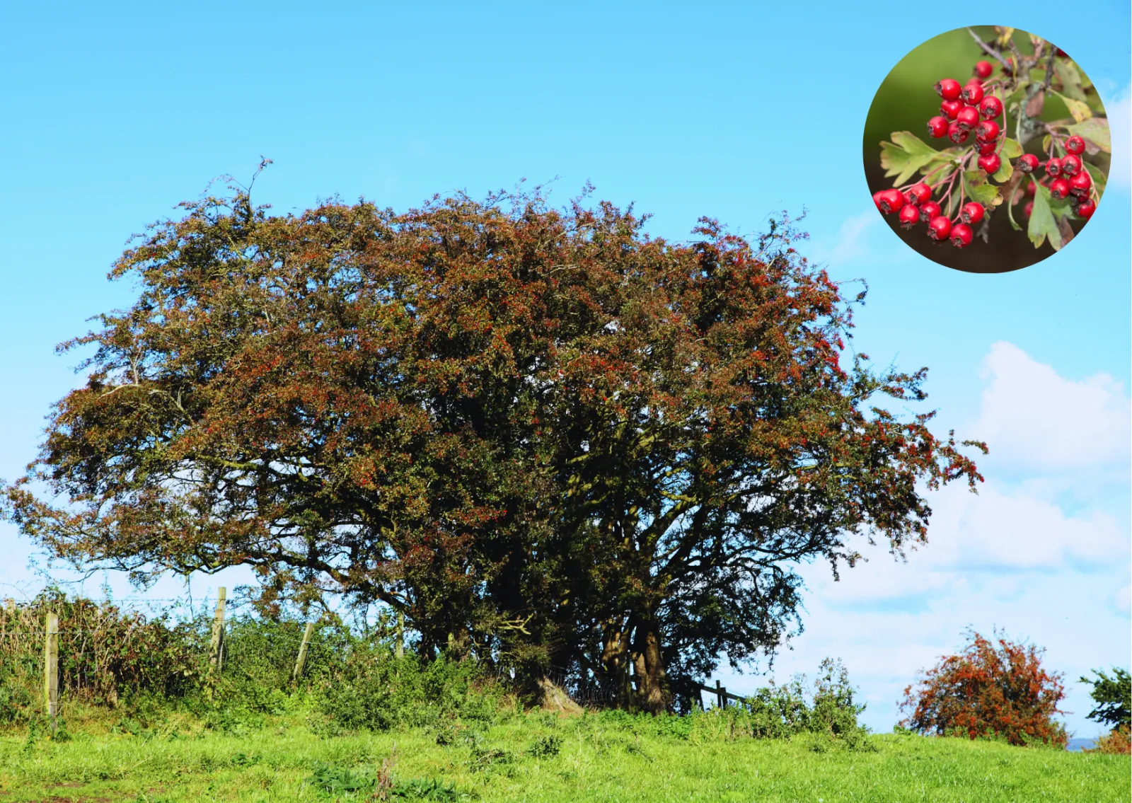 koekange landschapsherstel