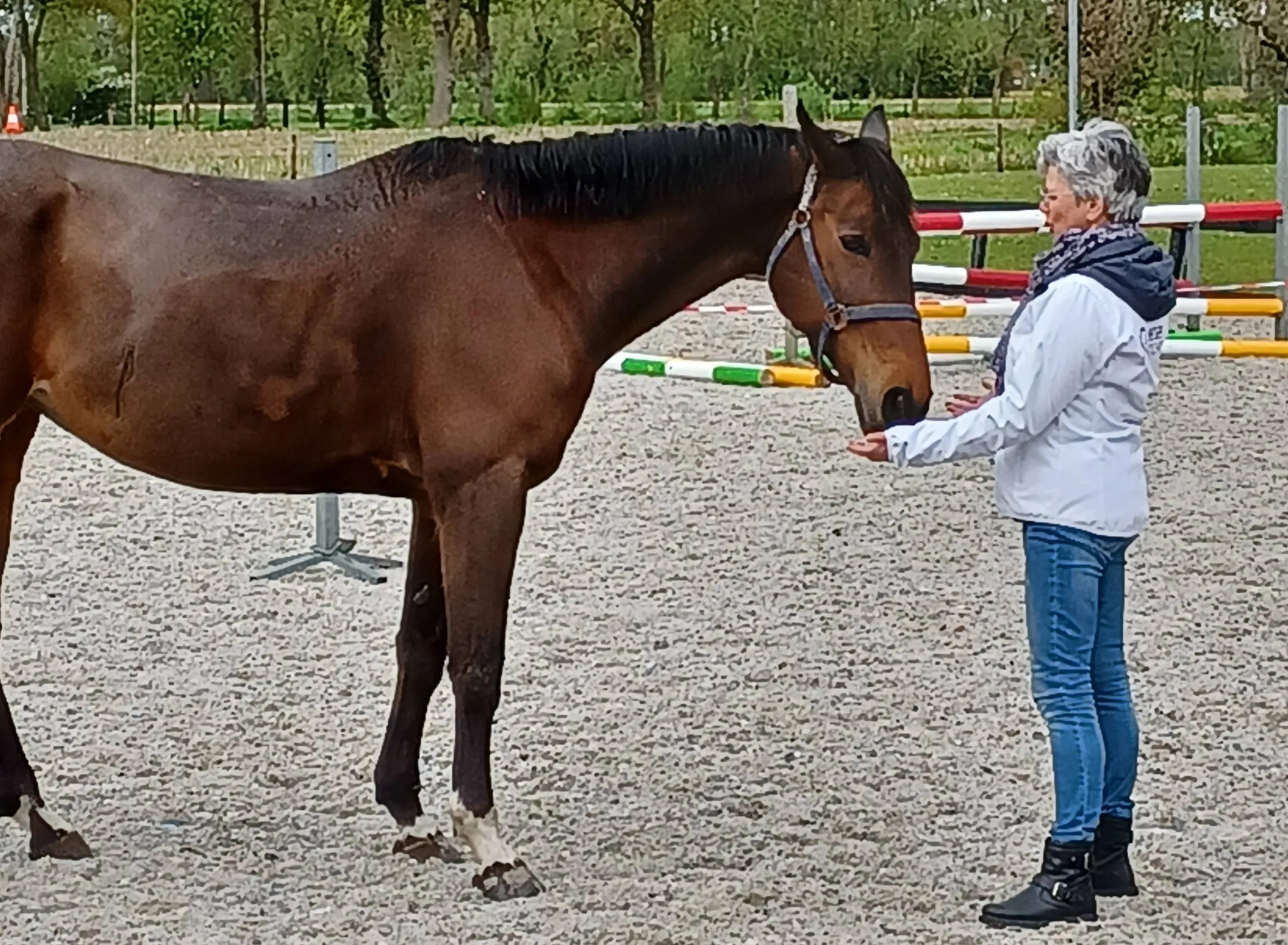 koekange paarden vitality2